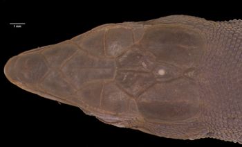 Media type: image;   Herpetology R-46951 Aspect: head dorsal